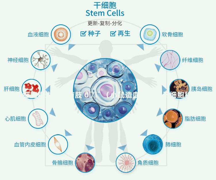 干细胞再生小鼠前肢 🐯 （小鼠造血 🐵 干细胞移植）